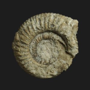 Bigotites diniensis Bajocien supérieur Vendée ammonite fossile