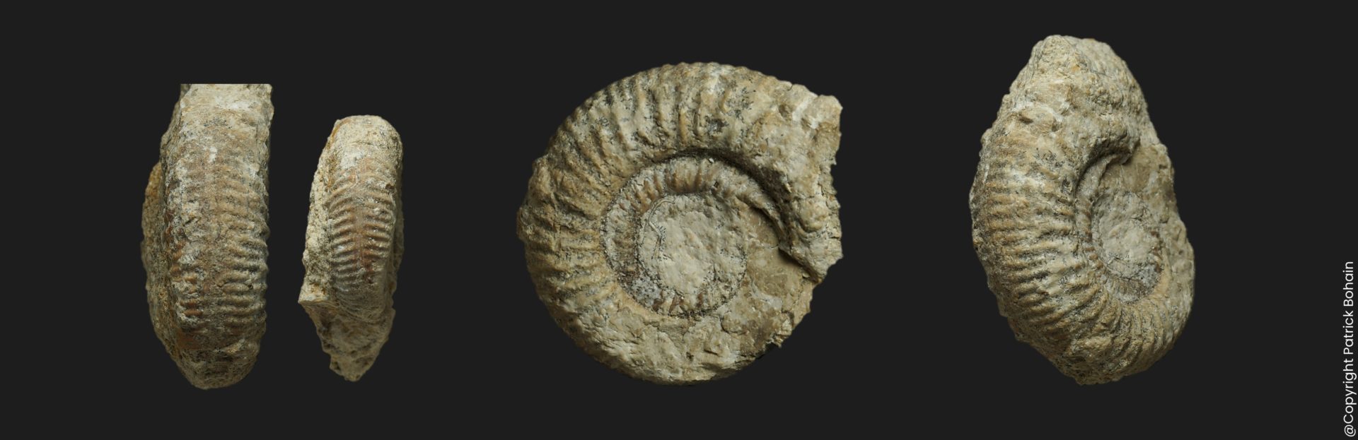 Bigotites diniensis Bajocien supérieur Vendée ammonite fossile