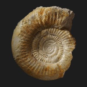 Bigotites nicolescoi Bajocien supérieur Vendée ammonite fossile
