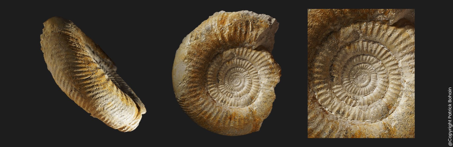 Bigotites nicolescoi Bajocien supérieur Vendée ammonite fossile