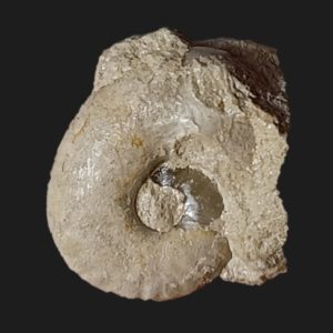 Cadomoceras nepos Bajocien supérieur Vendée ammonite fossile