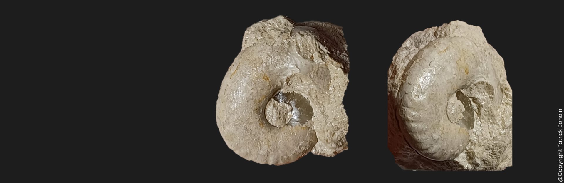 Cadomoceras nepos Bajocien supérieur Vendée ammonite fossile