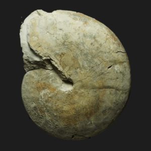 Oppelia Oppelia sp Bajocien supérieur Vendée ammonite fossile