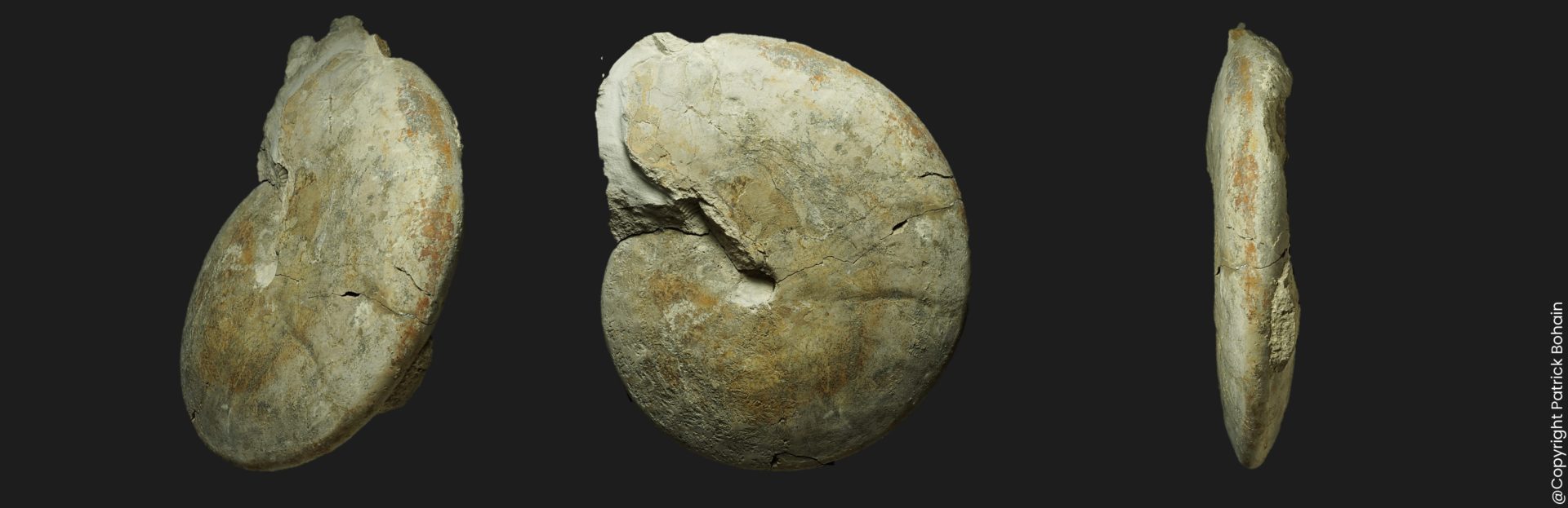 Oppelia Oppelia sp Bajocien supérieur Vendée ammonite fossile