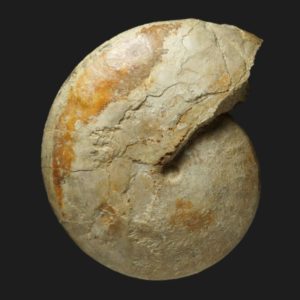 Oppelia subcostata gérontique Bajocien supérieur Vendée ammonite fossile