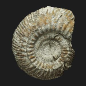 Parkinsonia depressa var crassa Bajocien supérieur Vendée ammonite fossile