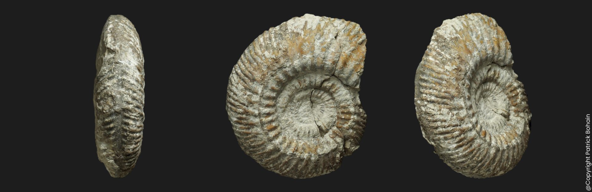 Parkinsonia depressa var crassa Bajocien supérieur Vendée ammonite fossile