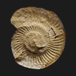 Parkinsonia Parkinsonia parkinsoni Bajocien supérieur Vendée ammonite fossile