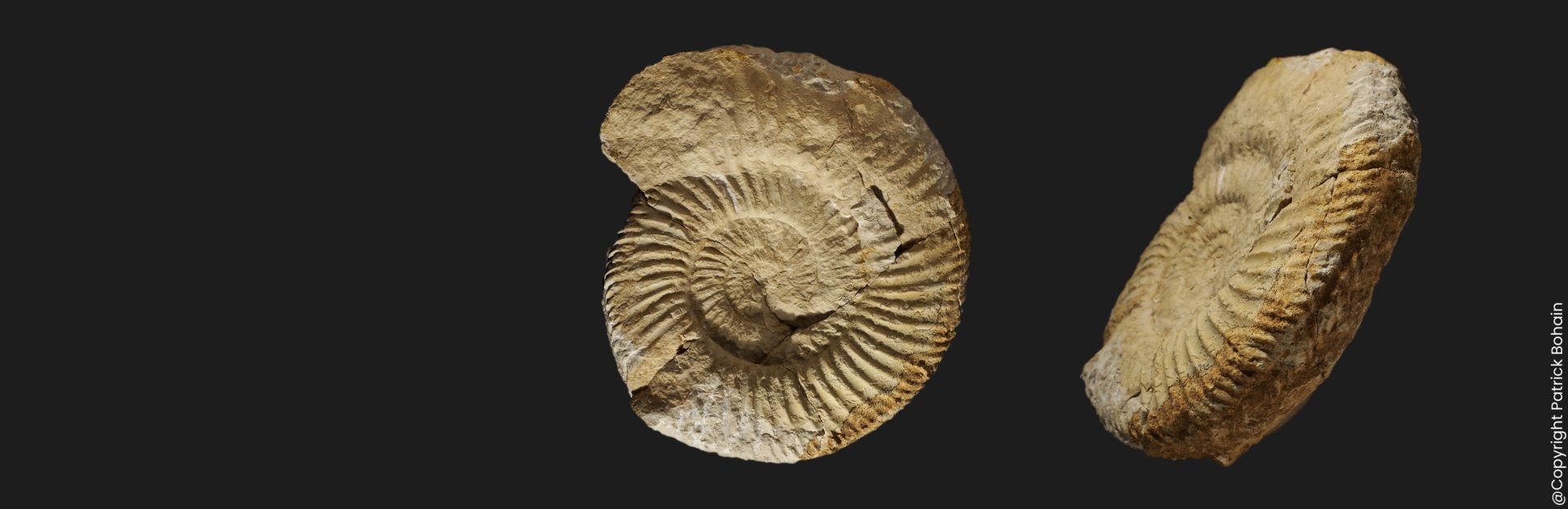 Parkinsonia Parkinsonia parkinsoni Bajocien supérieur Vendée ammonite fossile