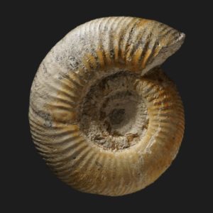 Prorsisphinctes Prorsisphinctes pseudomartinsi Bajocien supérieur Vendée ammonite fossile