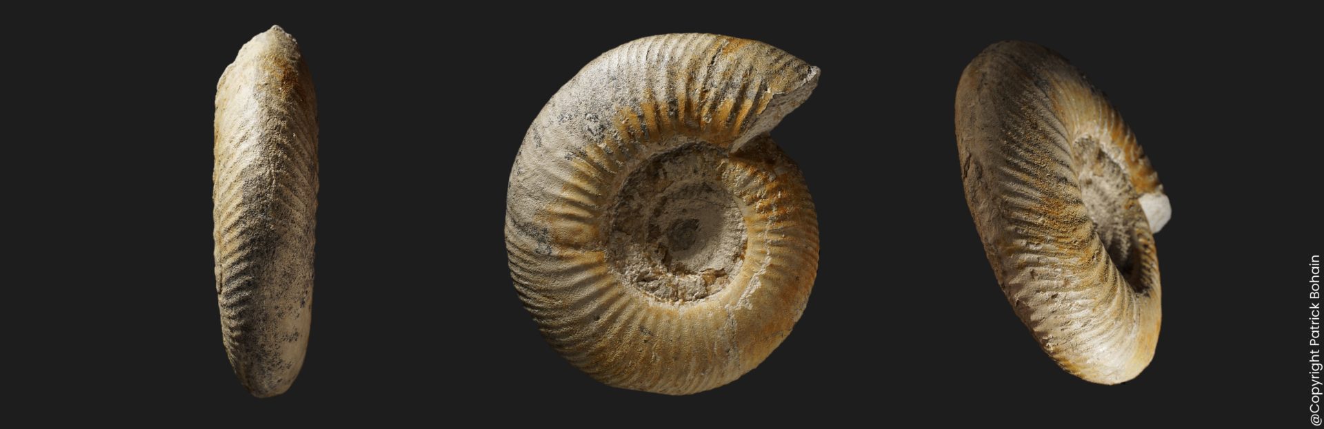 Prorsisphinctes Prorsisphinctes pseudomartinsi Bajocien supérieur Vendée ammonite fossile
