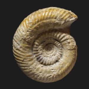 Prorsisphinctes pseudomartinsi microconque Bajocien supérieur Vendée ammonite fossile