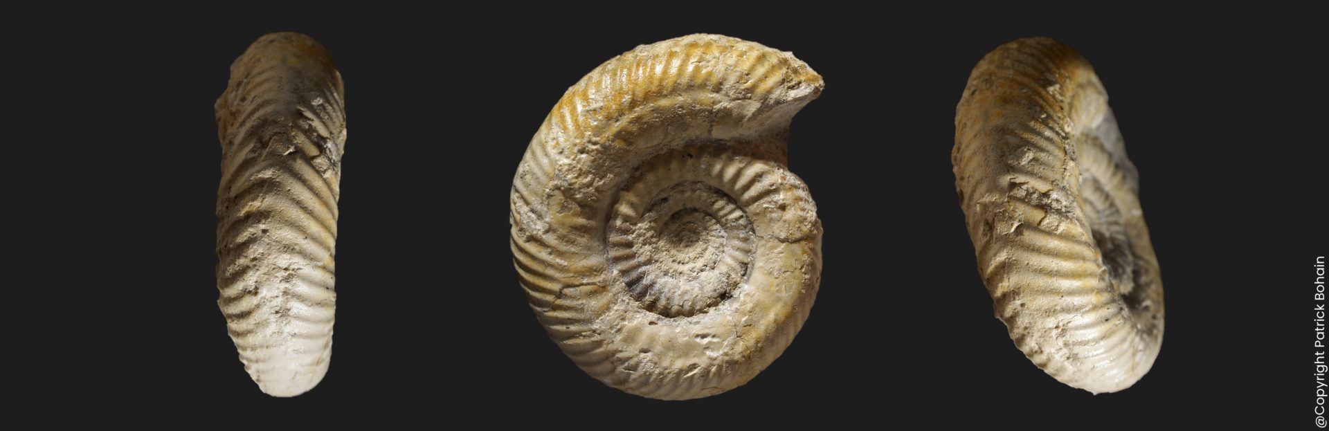 Prorsisphinctes pseudomartinsi microconque Bajocien supérieur Vendée ammonite fossile