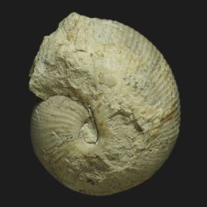 Sphaeroceras tenuicostatum Macroconque Bajocien supérieur Vendée ammonite fossile
