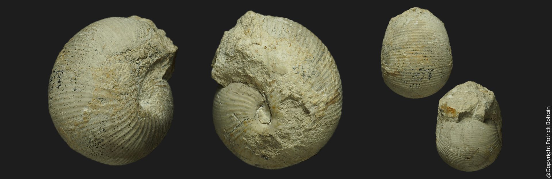 Sphaeroceras tenuicostatum Macroconque Bajocien supérieur Vendée ammonite fossile