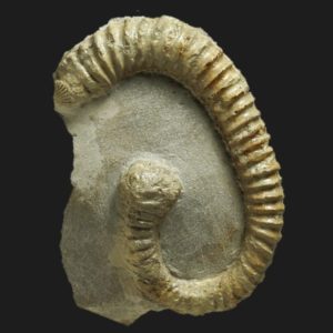 Spiroceras annulatum Bajocien supérieur Vendée ammonite fossile