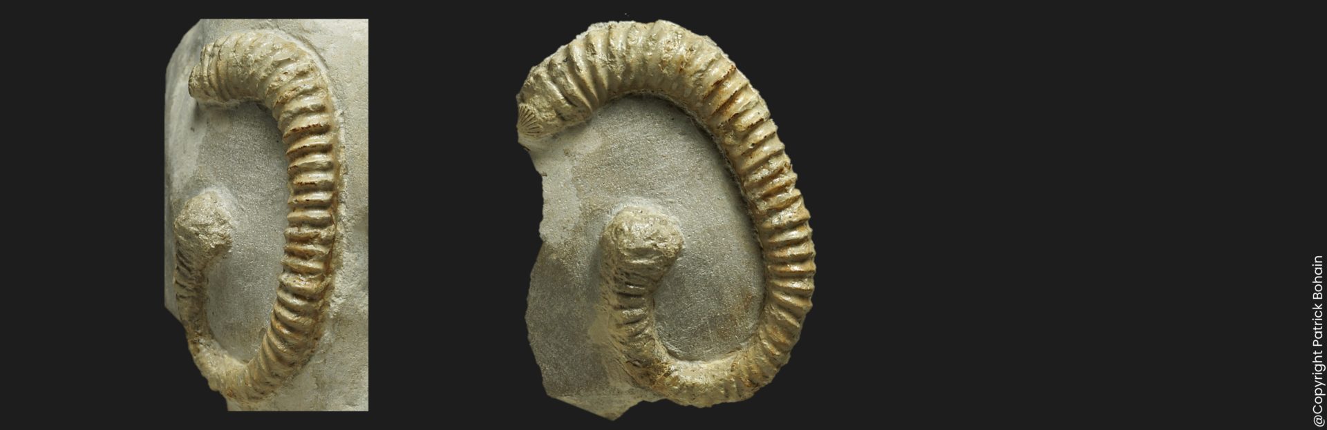 Spiroceras annulatum Bajocien supérieur Vendée ammonite fossile