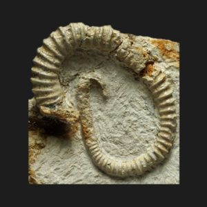 Spiroceras orbignyi Bajocien supérieur Vendée ammonite fossile