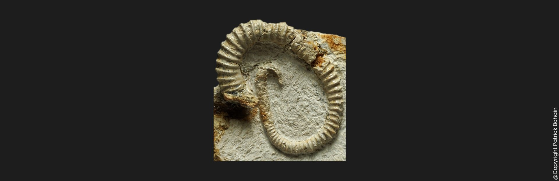 Spiroceras orbignyi Bajocien supérieur Vendée ammonite fossile