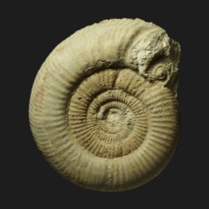 Vermisphinctes glyphus Bajocien supérieur Vendée ammonite fossile