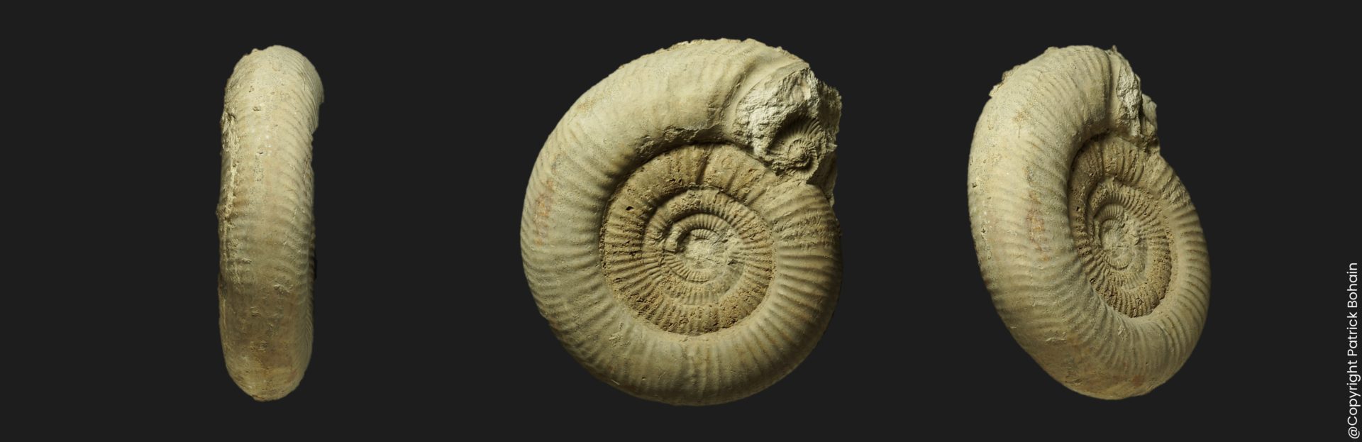 Vermisphinctes glyphus Bajocien supérieur Vendée ammonite fossile