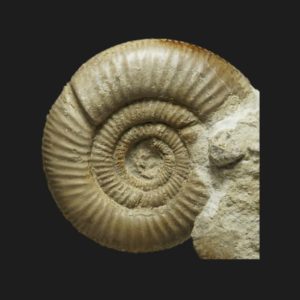 Vermisphinctes stomphus Bajocien supérieur Vendée ammonite fossile