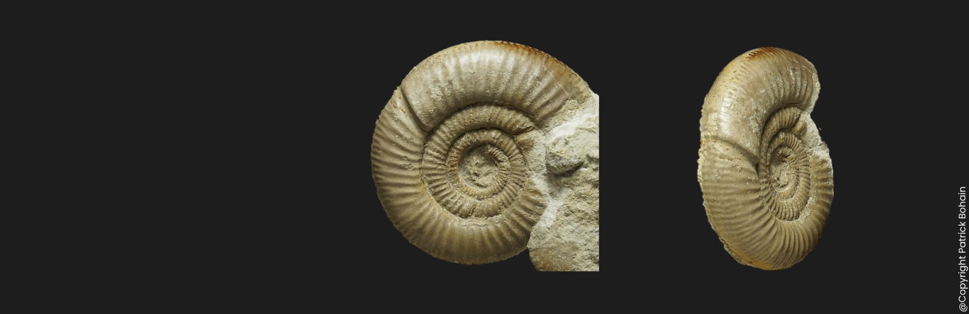 Vermisphinctes stomphus Bajocien supérieur Vendée ammonite fossile