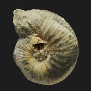 Bullatimorphites Bomburites crimaciense Bathonien supérieur Vendée ammonite fossile