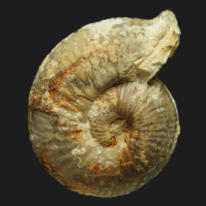 Bullatimorphites Bomburites crimaciense Bathonien supérieur Vendée ammonite fossile