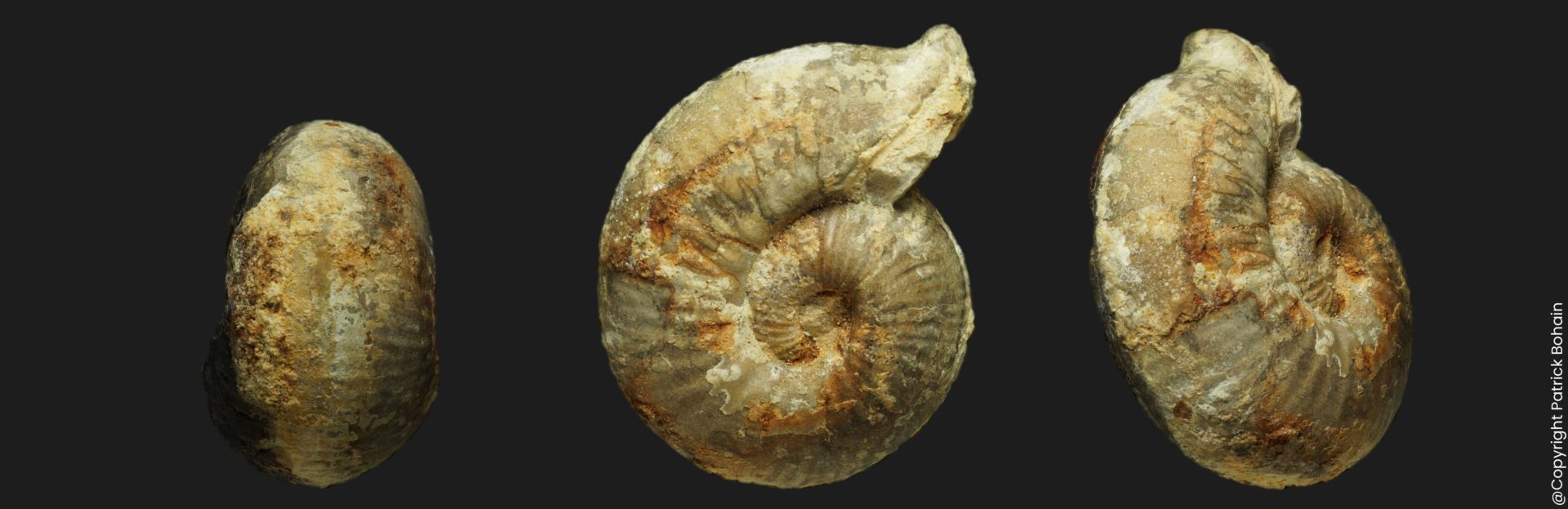 Bullatimorphites Bomburites crimaciense Bathonien supérieur Vendée ammonite fossile