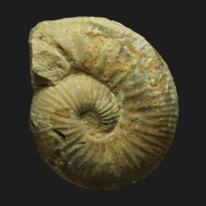 Bullatimorphites Bomburites suevicus Bathonien supérieur Vendée ammonite fossile