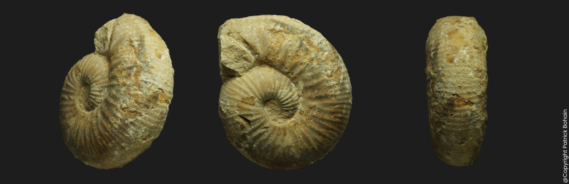 Bullatimorphites Bomburites suevicus Bathonien supérieur Vendée ammonite fossile