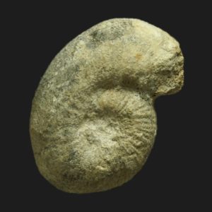 Bullatimorphites Bomburites uhligi Bathonien supérieur Vendée ammonite fossile