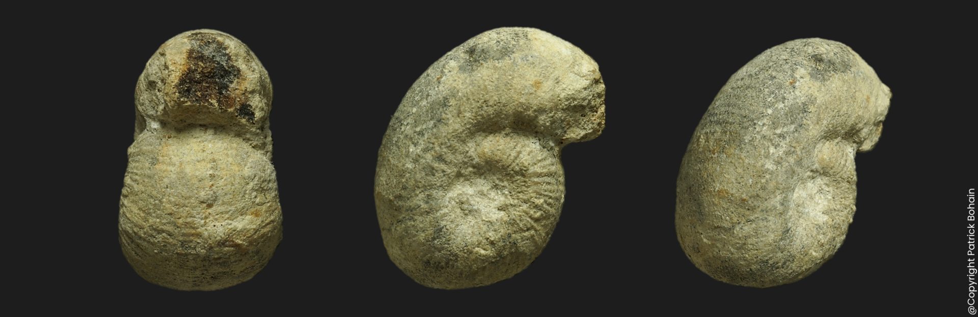 Bullatimorphites Bomburites uhligi Bathonien supérieur Vendée ammonite fossile