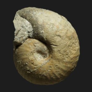 Bullatimorphites Kheraiceras cf hannoveranus Bathonien supérieur Vendée ammonite fossile