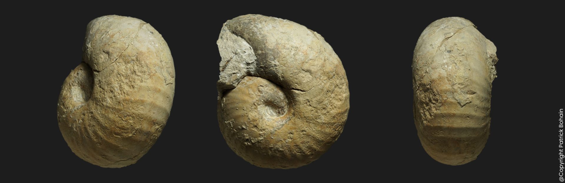 Bullatimorphites Kheraiceras cf hannoveranus Bathonien supérieur Vendée ammonite fossile
