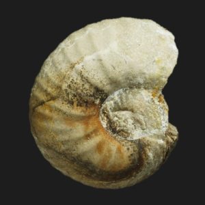 Bullatimorphites Kheraiceras cf hannoveranus juvénile Bathonien supérieur Vendée ammonite fossile