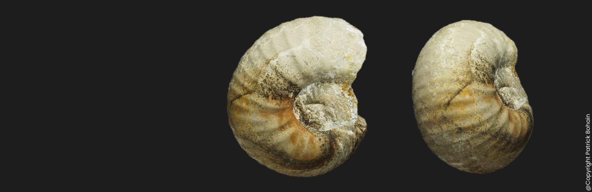 Bullatimorphites Kheraiceras cf hannoveranus juvénile Bathonien supérieur Vendée ammonite fossile