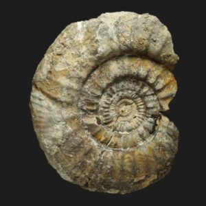 Choffatia Subgrossouvria cerealis Bathonien supérieur Vendée ammonite fossile