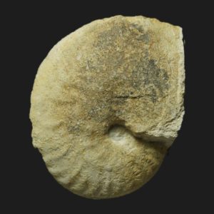 Hecticoceras Prohecticoceras sp Bathonien moyen Vendée ammonite fossile