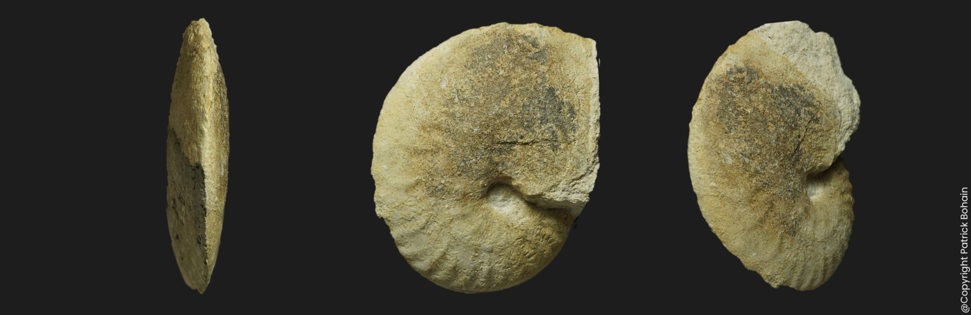 Hecticoceras Prohecticoceras sp Bathonien moyen Vendée ammonite fossile