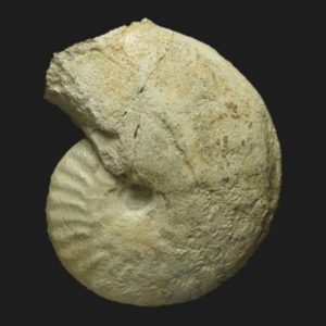 Hecticoceras Prohecticoceras sp Bathonien moyen Vendée ammonite fossile