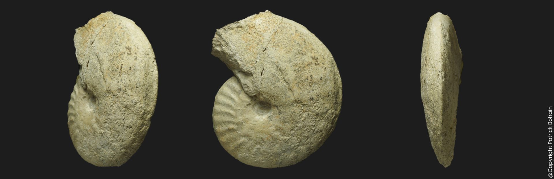 Hecticoceras Prohecticoceras sp Bathonien moyen Vendée ammonite fossile