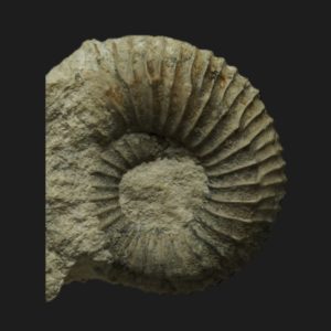 Hemigarantiana julii Bathonien supérieur Vendée ammonite fossile