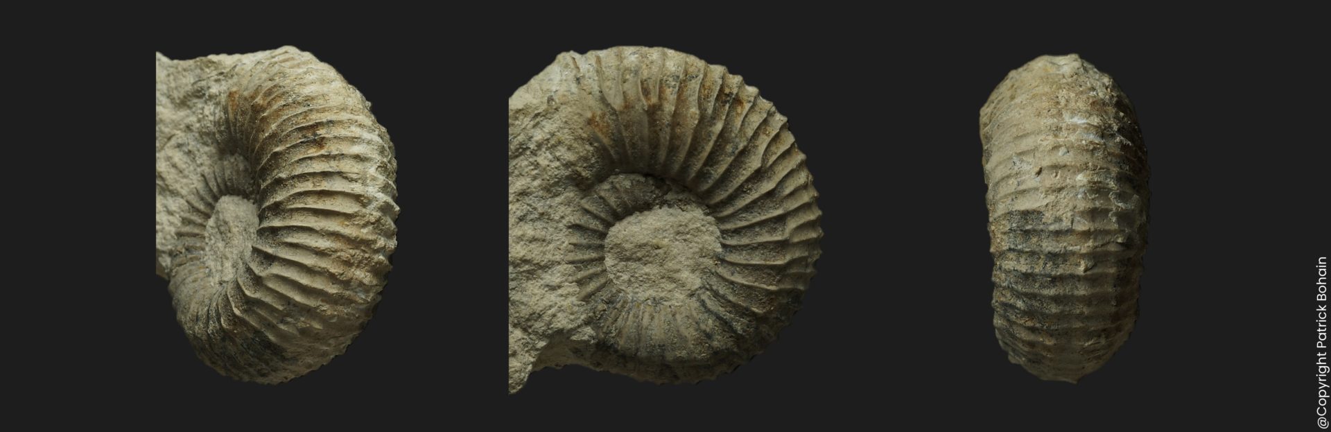Hemigarantiana julii Bathonien supérieur Vendée ammonite fossile