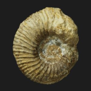 Hemigarantiana julii microconque Bathonien supérieur Vendée ammonite fossile