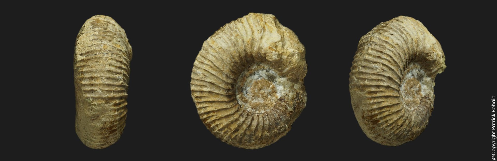 Hemigarantiana julii microconque Bathonien supérieur Vendée ammonite fossile