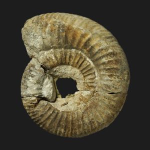 Homoeoplanulites Homoeoplanulites pseudoannularis Bathonien supérieur Vendée ammonite fossile