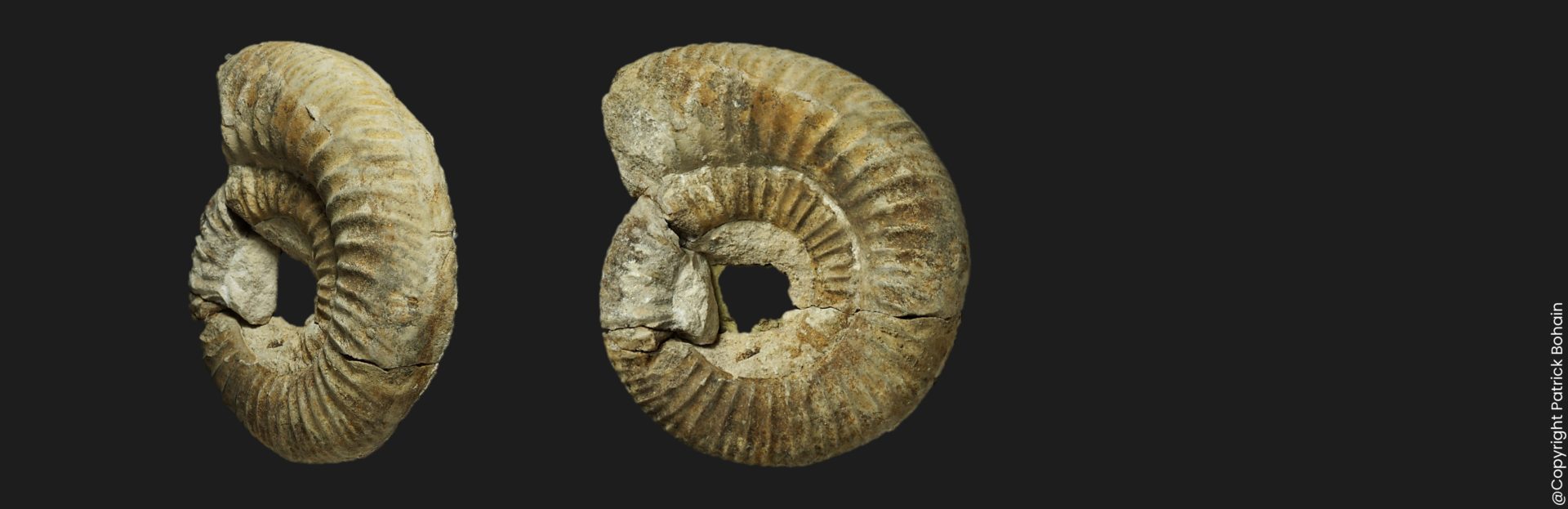 Homoeoplanulites Homoeoplanulites pseudoannularis Bathonien supérieur Vendée ammonite fossile
