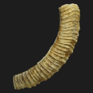 Parapatoceras sp et Epistrenoceras contrarium Bathonien supérieur Vendée ammonites fossiles